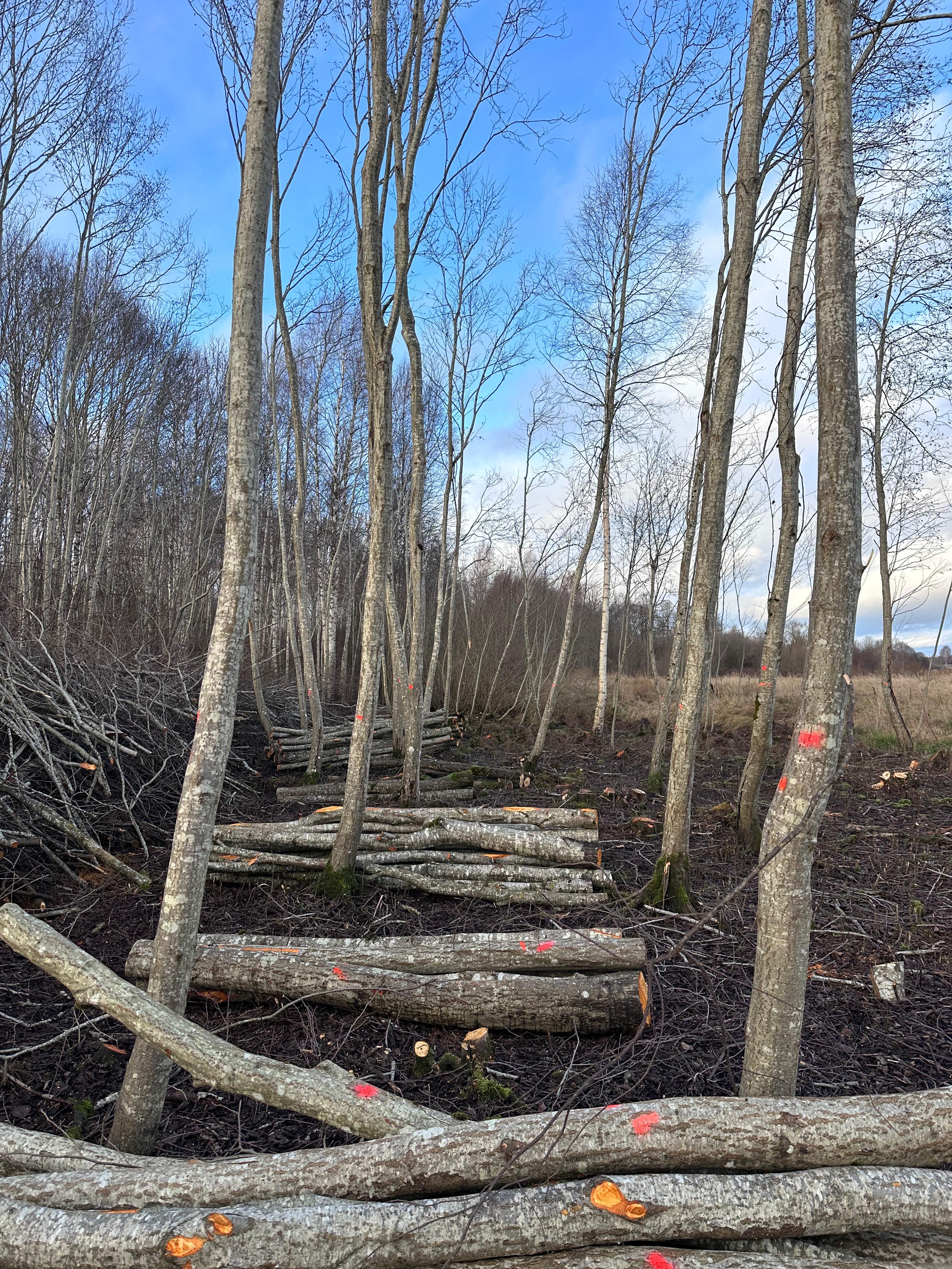 Meža apsaimniekošana